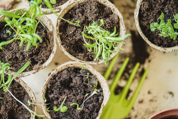 Planter dans un pot de tourbe sur une table en bois