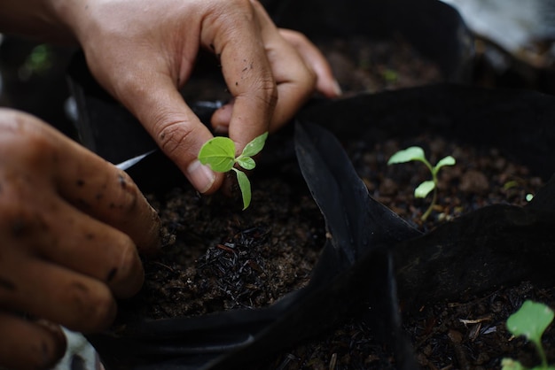 planter dans un sac en plastique noir