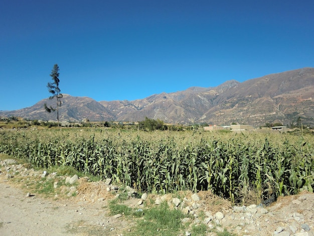 Planter du maïs dans les montagnes du Pérou