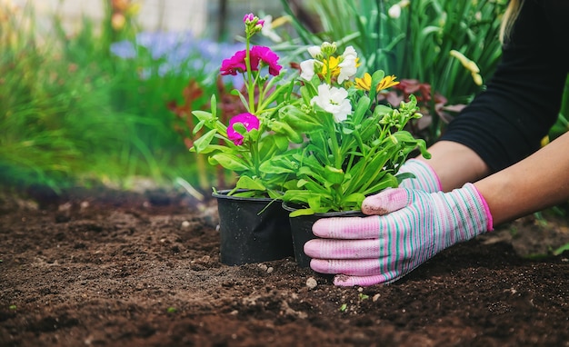 Planter des fleurs dans le jardin