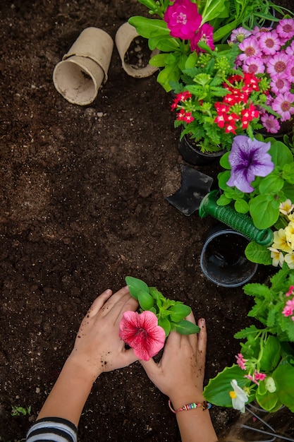 Planter des fleurs dans le jardin