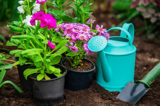 Planter des fleurs dans le jardin