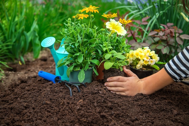 Planter des fleurs dans le jardin