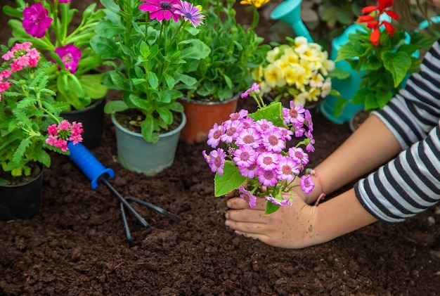 Planter des fleurs dans le jardin