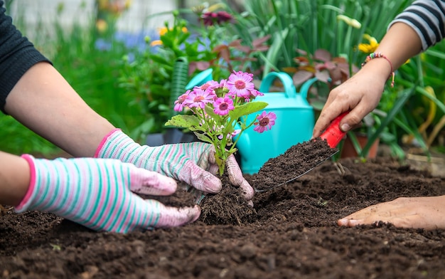 Planter des fleurs dans le jardin