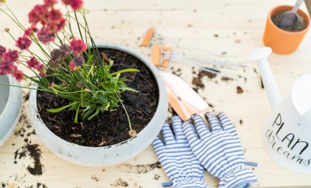 Planter des fleurs dans de petits pots de plantation à la fin du printemps.