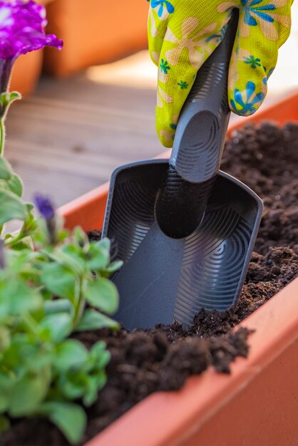 Planter des fleurs. Les mains du jardinier plantent des fleurs dans un pot de terre dans un récipient sur la terrasse, le balcon, le jardin. Notion de jardinage.