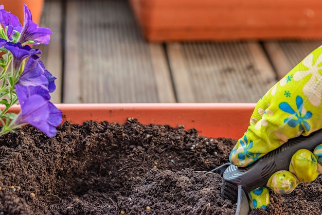 Planter des fleurs. Les mains du jardinier plantent des fleurs dans un pot de terre dans un récipient sur la terrasse, le balcon, le jardin. Notion de jardinage.