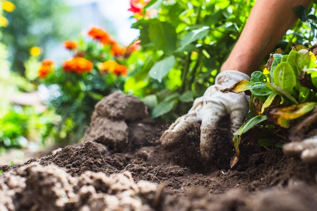 Planter des fleurs par un agriculteur dans le lit de jardin d'une maison de campagne Concept de travail saisonnier de jardin Mains en gros plan