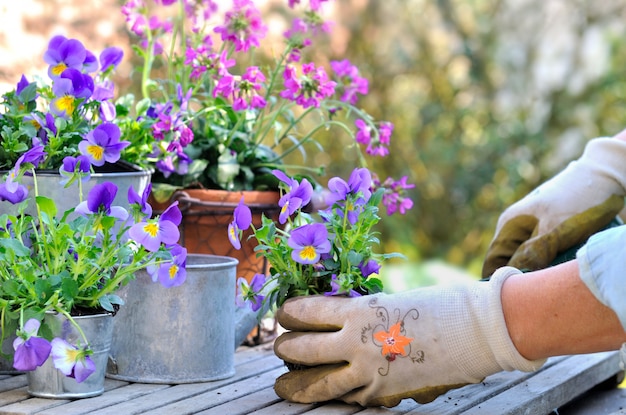 Planter des fleurs en pot