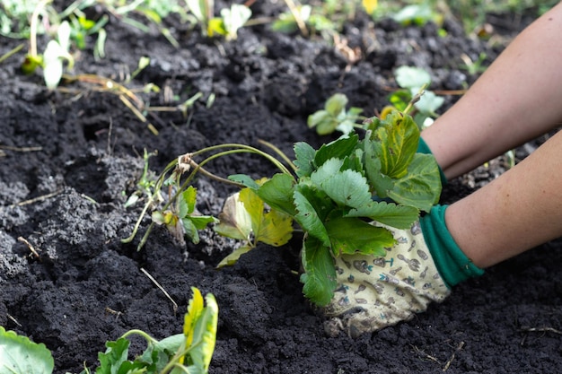 Planter des fraises dans le jardin