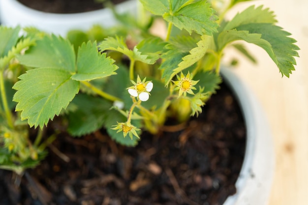 Planter un fraisier dans un petit pot de plantation de jardin.