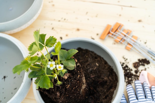 Planter un fraisier dans un petit pot de plantation de jardin.