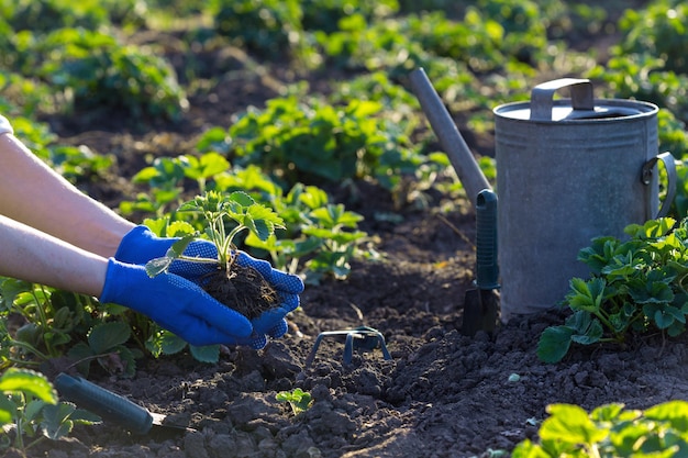 Planter des fraisiers au jardin