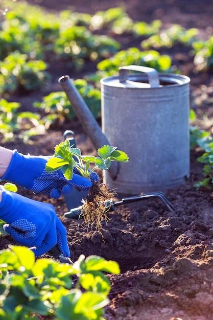 Planter des fraisiers au jardin