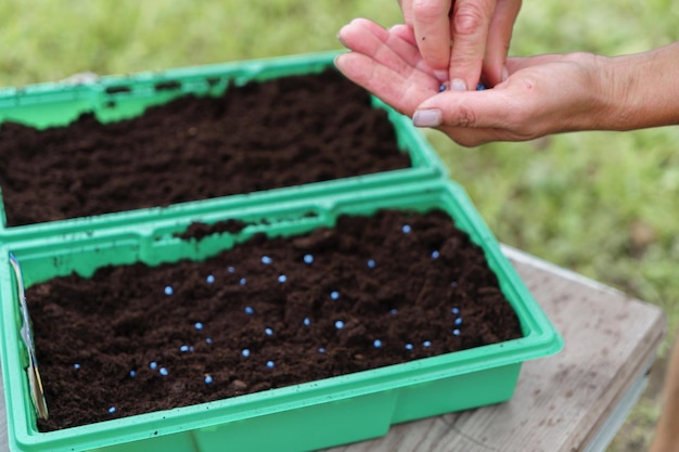 Planter des graines dans des récipients en plastique