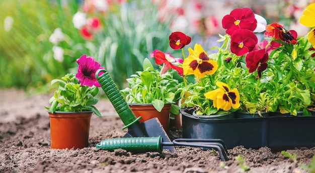 Planter un jardin fleuri, printemps été