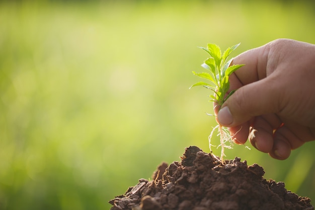 Planter un jeune arbre à la main, planter et cultiver le concept.