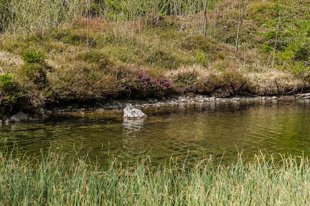 Planter sur le lac