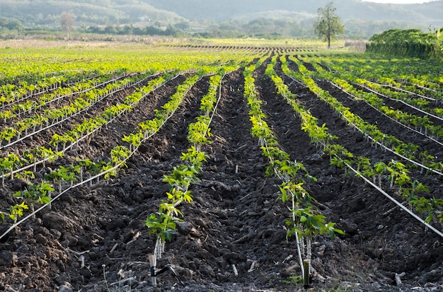 Planter des légumes en longues rangées. agriculture horizontale conventionnelle ou système de jardinage.système de cultures de plus en plus linéaires