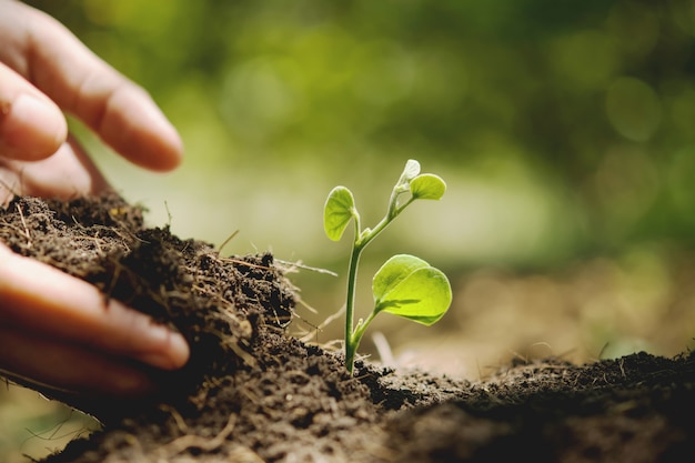 Planter à la main dans le jardin. concept de jour de la terre