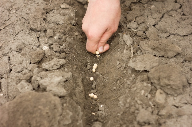 Planter à la main des graines de pois, des cultures de printemps, de l&#39;agriculture