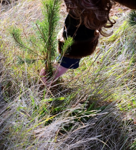 Planter un nouvel arbre