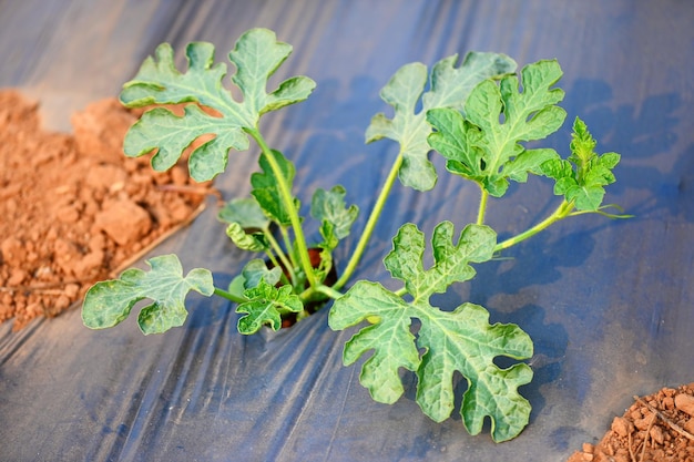 Planter de la pastèque sur le terrain avec un arbre de plante de pastèque au sol agriculture jardin ferme de pastèque avec une plante d'arbre à feuilles petit sur le terrain des agriculteurs avec de plus en plus en rangées vert organique