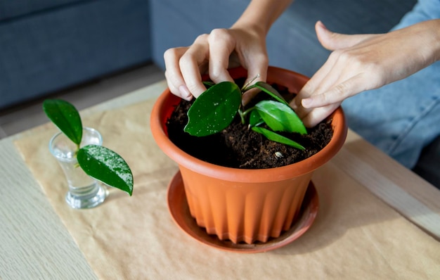 planter une plante d'intérieur dans un pot de fleurs