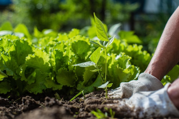 Planter des plantes sur un lit de légumes dans le jardin Terres cultivées en gros plan Concept de jardinage Plantes agricoles poussant dans la rangée de lits