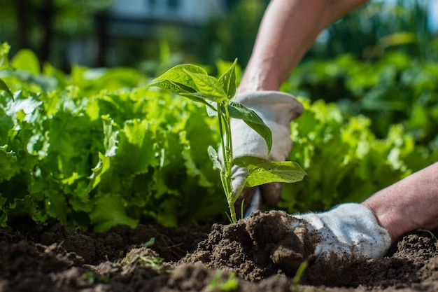 Planter des plantes sur un lit de légumes dans le jardin Terres cultivées en gros plan Concept de jardinage Plantes agricoles poussant dans la rangée de lits