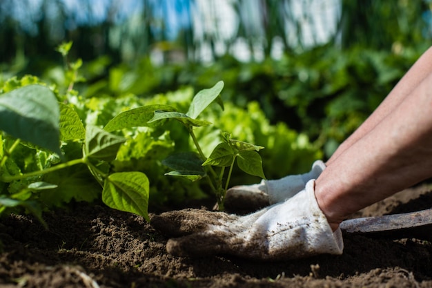 Planter des plantes sur un lit de légumes dans le jardin Terres cultivées en gros plan Concept de jardinage Plantes agricoles poussant dans la rangée de lits