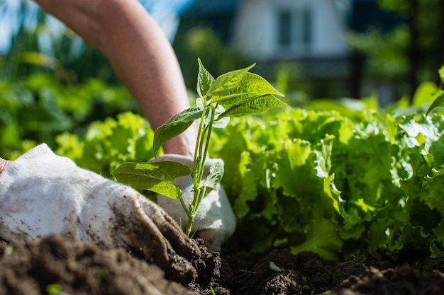 Planter des plantes sur un lit de légumes dans le jardin Terres cultivées en gros plan Concept de jardinage Plantes agricoles poussant dans la rangée de lits