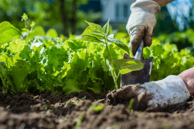 Planter des plantes sur un lit de légumes dans le jardin Terres cultivées en gros plan Concept de jardinage Plantes agricoles poussant dans la rangée de lits