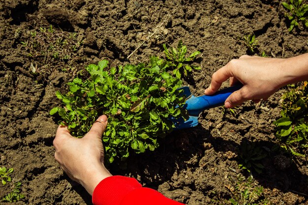 Planter des plantes en pleine terre au printemps avec une pelle