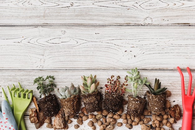 Planter des plantes succulentes dans des pots avec du sol japonais et une pelle