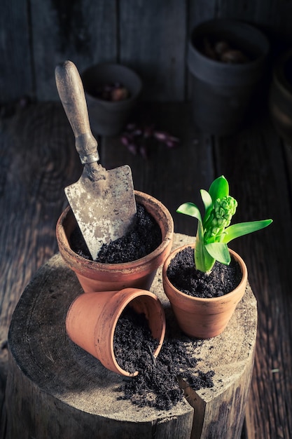 Planter des plantes vertes dans le chalet rustique