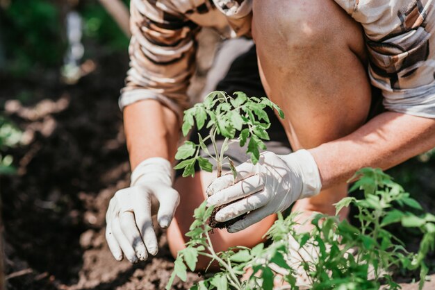 Planter des plants de tomates avec les mains d'un fermier prudent dans leur jardin