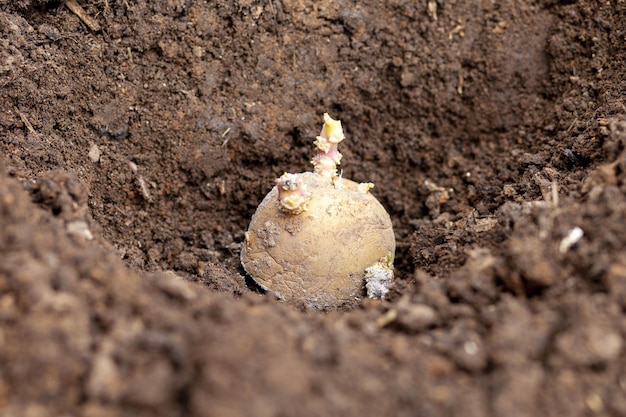 Planter des pommes de terre au champ, des pommes de terre avec des germes dans le sol