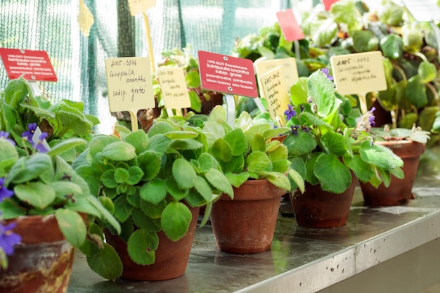 Planter en pot sur une fenêtre