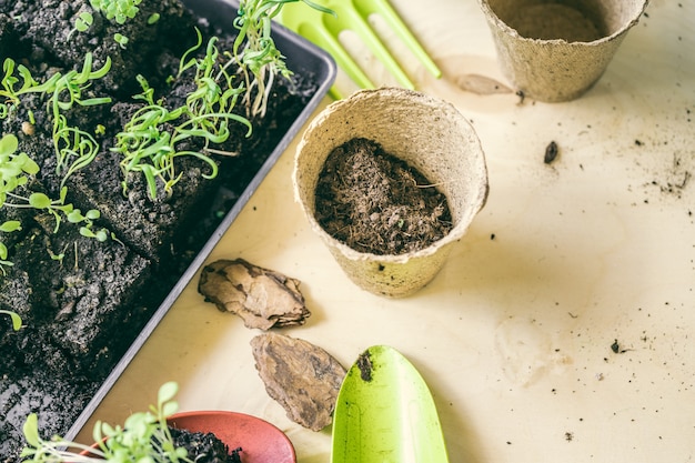 Planter en pot de tourbe de semis sur une table en bois