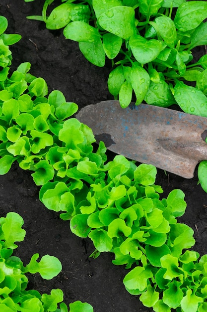 Planter un potager rendant le jardinage mauvais