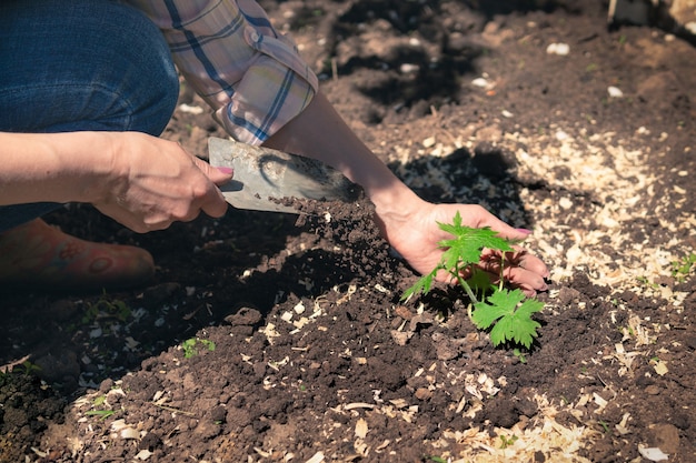 Planter des pousses de plantes dans le sol