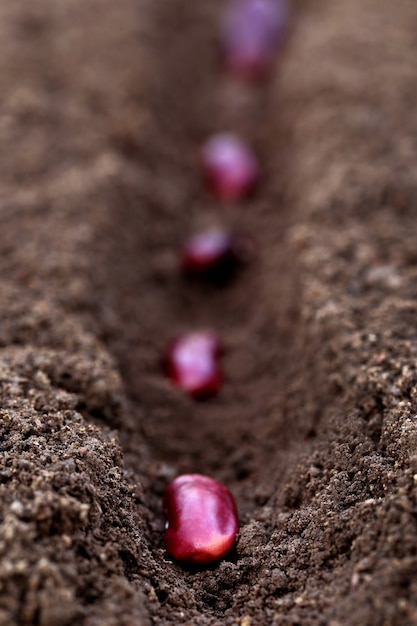 Planter le rajma daal dans un sol fertile