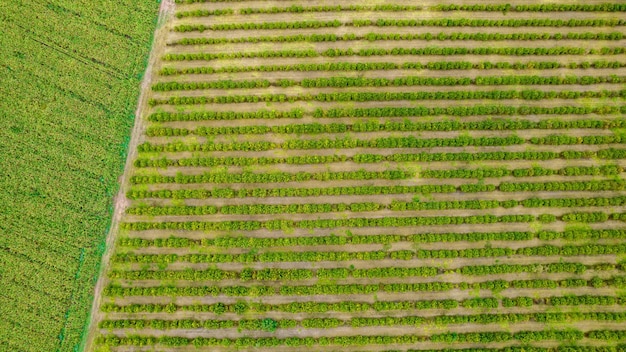 Planter des rangées d'eucalyptus et de soja dans une ferme au Brésil, Sao Paulo. Vue aérienne