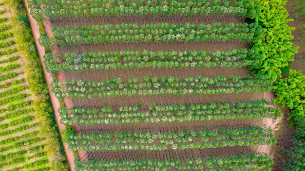 Planter des rangées d'eucalyptus et de soja dans une ferme au Brésil, à So Paulo. Vue aérienne