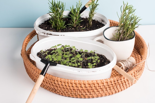 Planter des semis dans des pots arroser et entretenir des plantes et des outils pour le jardin une pelle et un râteau Concept de jardinage