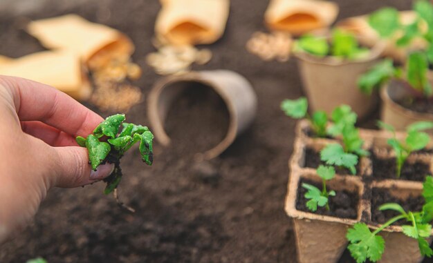 Planter les semis dans des tasses de focalisation sélective