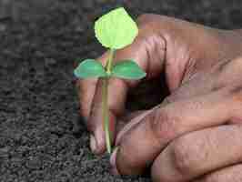 Photo planter des semis de phalsa dans un sol fertile