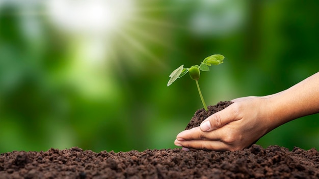 Planter des semis sur le sol avec les mains d'une jeune femme et un fond vert flou avec le concept de reboisement et de reboisement social